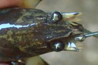 Pacifastacus leniusculus