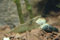 Atyaephyra desmarestii