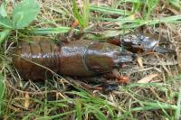 Pacifastacus leniusculus