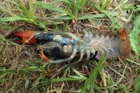 Pacifastacus leniusculus