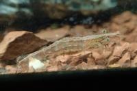 Atyaephyra desmarestii