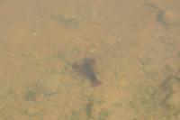 Procambarus clarkii