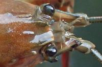 Pacifastacus leniusculus