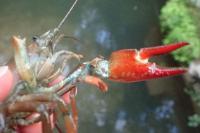Pacifastacus leniusculus