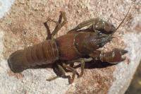 Pacifastacus leniusculus
