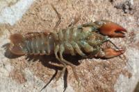 Pacifastacus leniusculus