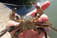 Pachygrapsus marmoratus