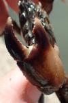 Pachygrapsus marmoratus