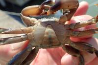 Pachygrapsus marmoratus