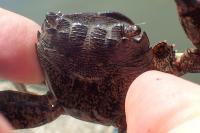 Pachygrapsus marmoratus