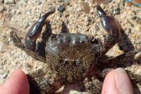 Pachygrapsus marmoratus