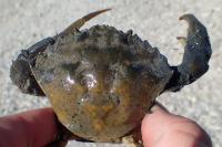 Carcinus maenas