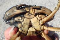 Carcinus maenas