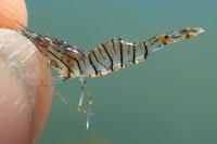 Palaemon elegans
