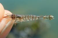 Palaemon elegans
