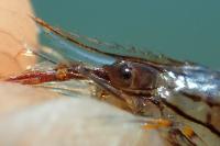 Palaemon elegans