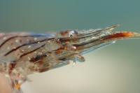 Palaemon elegans