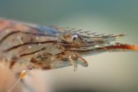 Palaemon elegans