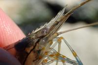 Palaemon elegans
