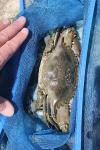 Callinectes sapidus
