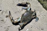 Callinectes sapidus