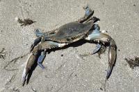 Callinectes sapidus