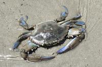 Callinectes sapidus