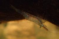 Atyaephyra desmarestii