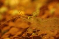 Atyaephyra desmarestii