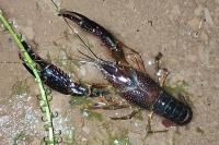 Procambarus clarkii