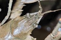 Faxonius limosus