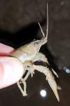 Faxonius limosus