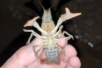 Faxonius limosus