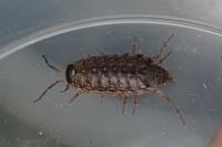 Philoscia muscorum