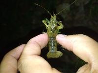 Faxonius limosus