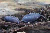 Porcellio scaber