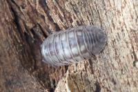 Armadillidium nasatum