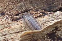 Armadillidium nasatum