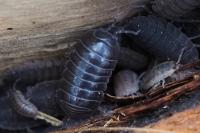 Armadillidium vulgare