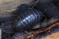 Armadillidium vulgare