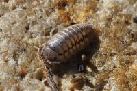 Armadillidium nasatum