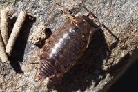 Philoscia muscorum