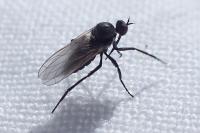 Empis