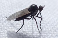 Empis