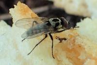 Anthomyia