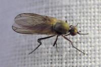 Empis