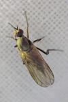 Empis