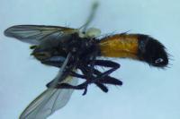 Cylindromyia