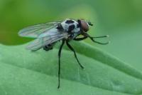 Anthomyia