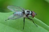 Anthomyia